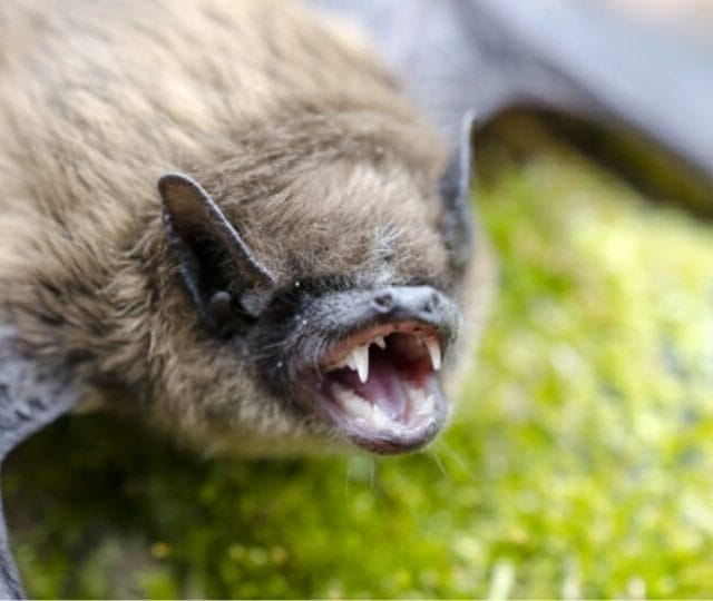 How to remove screaming bats from Staunton Virginia property