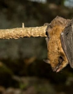 Bat hanging from tree branch cleaning itself in the Staunton VA sunlight